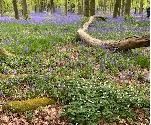 St Lukes Watford, Cameo group. Bluebells at Ashridge